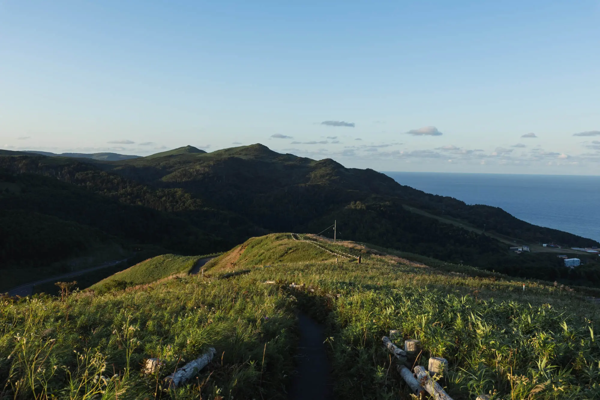 湖東焼 安南呉須 錫口茶入 [鳳凰・桐・雲気文] 湖東焼 安南呉須 錫口